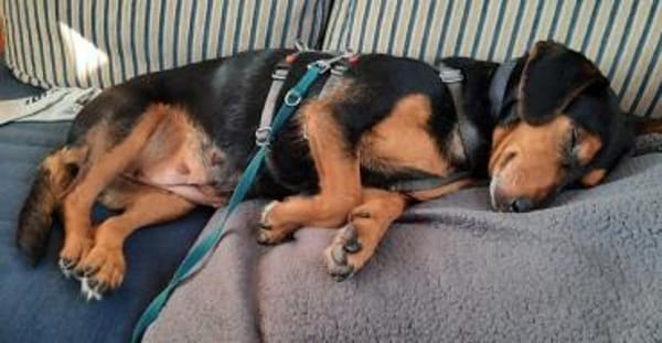 Paula°  in 33142 Büren