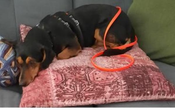 Paula°  in 33142 Büren