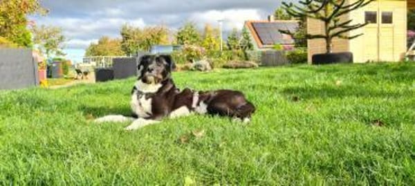 Yaron - ein echter Gentleman mit Schnurr