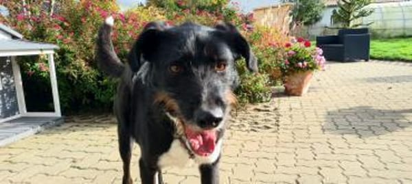 Yaron - ein echter Gentleman mit Schnurr