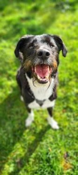 Yaron - ein echter Gentleman mit Schnurr