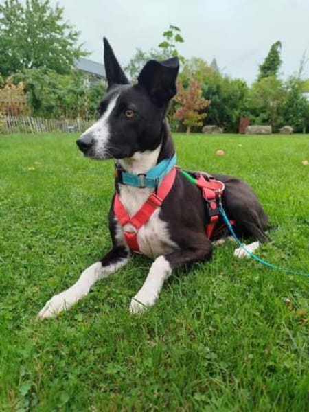 Berta: Eine ganz besondere Hündin