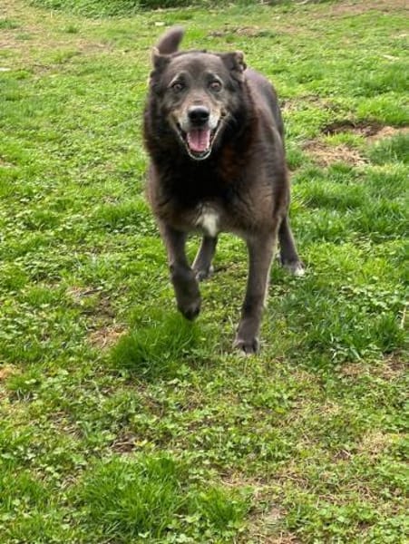 Chevy wartet auf sein Happy - End