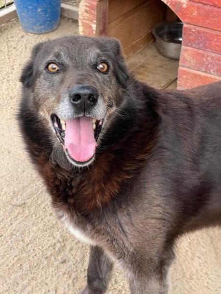 Chevy wartet auf sein Happy - End