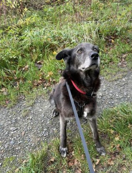 Chevy wartet auf sein Happy - End