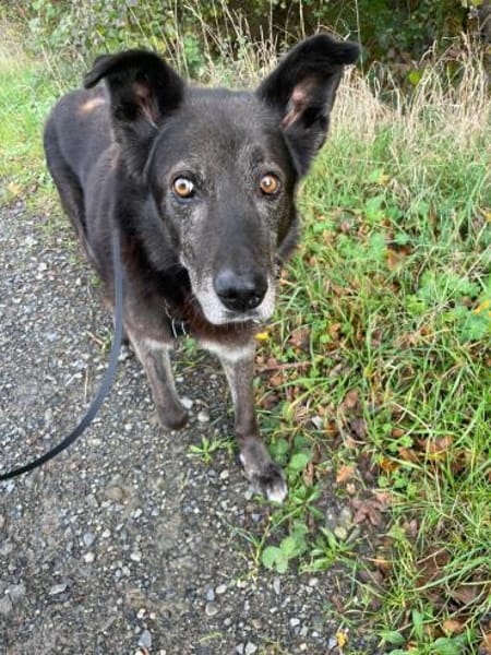 Chevy wartet auf sein Happy - End