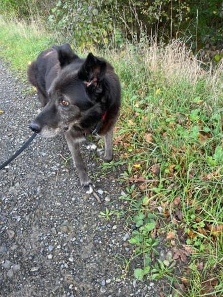 Chevy wartet auf sein Happy - End