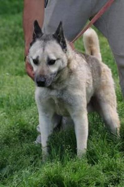 Cikito - verträglich u. aufmerksam