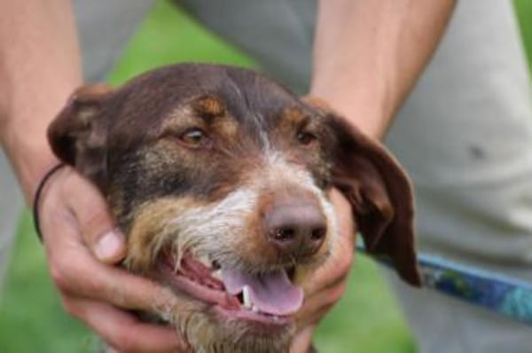 Frieda - zutraulich u. sehr verspielt