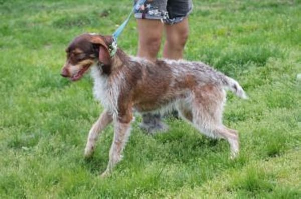 Frieda - zutraulich u. sehr verspielt