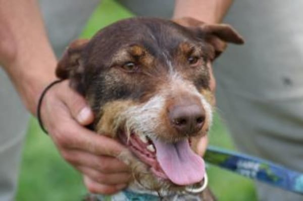 Frieda - zutraulich u. sehr verspielt