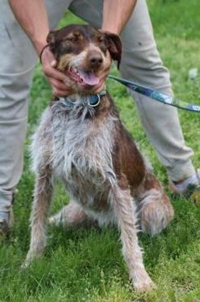 Frieda - zutraulich u. sehr verspielt