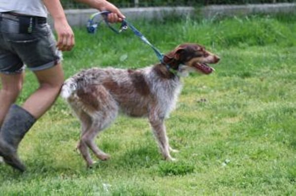 Frieda - zutraulich u. sehr verspielt