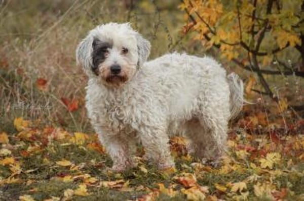 Fridolin - sucht seine Chance ❤