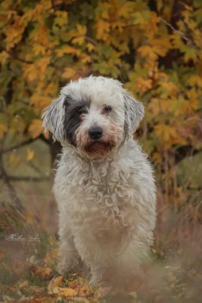 Fridolin - sucht seine Chance ❤