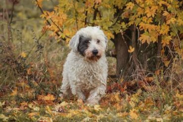 Fridolin - sucht seine Chance ❤