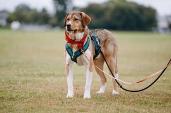Herzenshund Marlin sucht seinen Platz