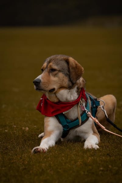 Herzenshund Marlin sucht seinen Platz