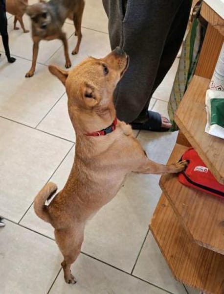 Whoopi - ist ein kleiner Goldschatz