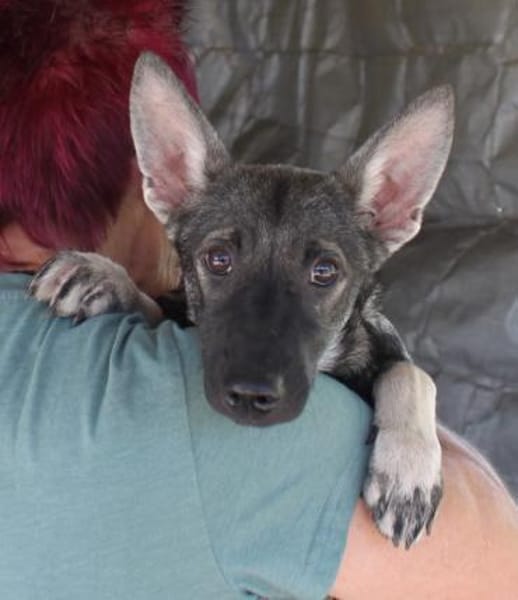 Liebe Eliska in 47829 Krefeld