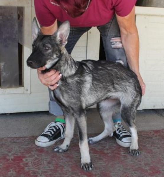 Liebe Eliska in 47829 Krefeld