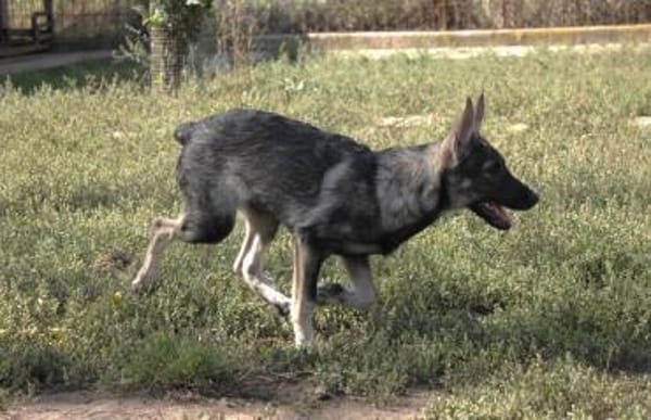 Liebe Eliska in 47829 Krefeld