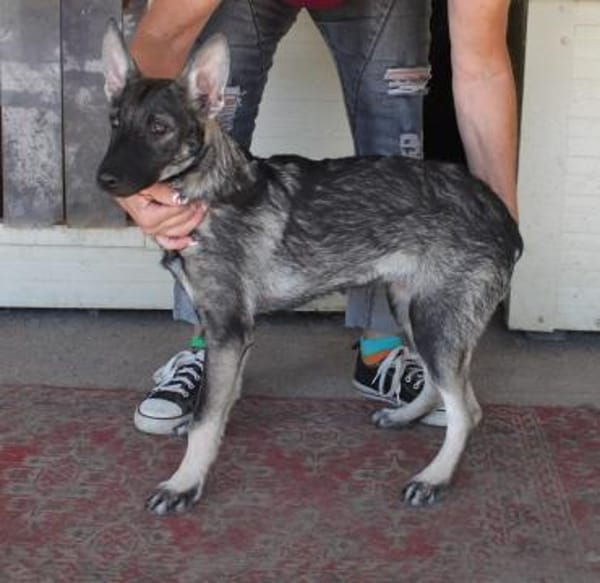 Liebe Eliska in 47829 Krefeld