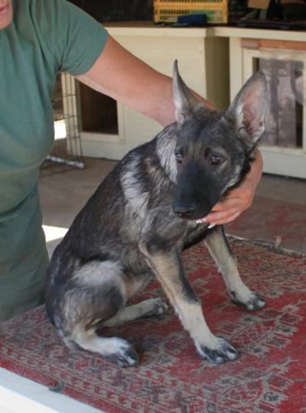 Liebe Eliska in 47829 Krefeld