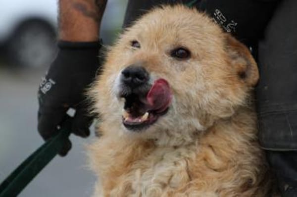 Lemon - zutraulich u. angenehm