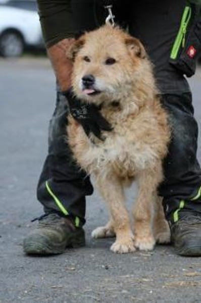 Lemon - zutraulich u. angenehm