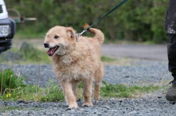 Lemon - zutraulich u. angenehm