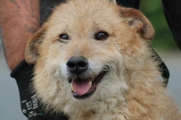 Lemon - zutraulich u. angenehm