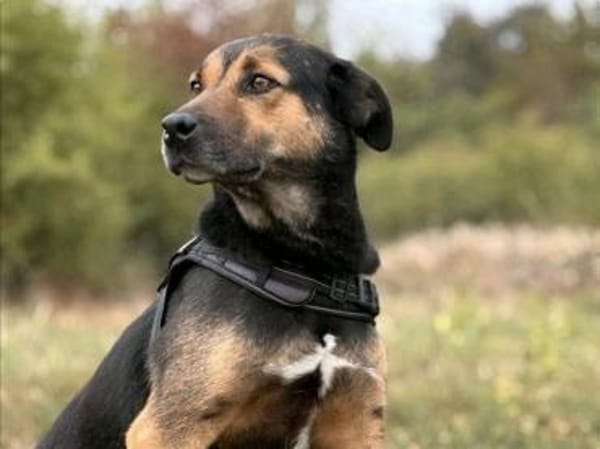 Tom - ein treuer Freund wartet auf Dich