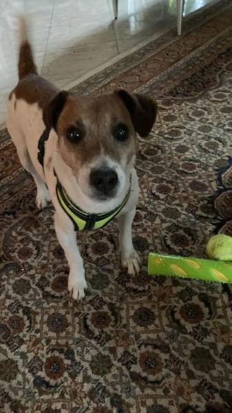 JACKY... jetzt auf Pflegestelle 🙏❤