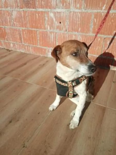 JACKY... jetzt auf Pflegestelle 🙏❤