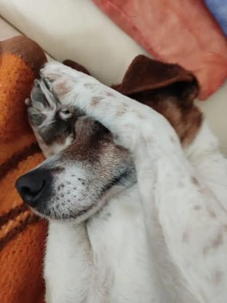 JACKY... jetzt auf Pflegestelle 🙏❤