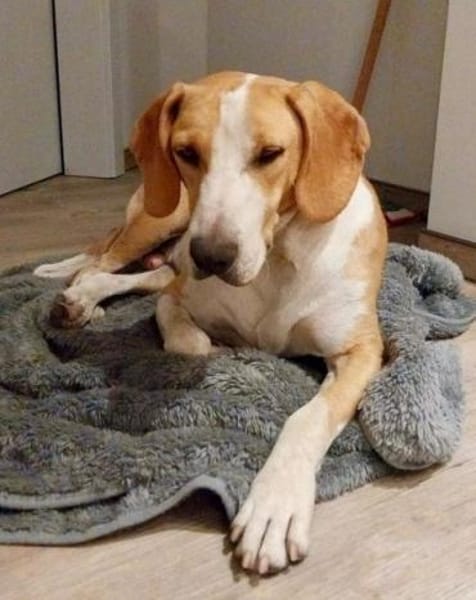 Toni - auf Pflegestelle in 47652 Weeze