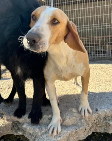 Toni - auf Pflegestelle in 47652 Weeze