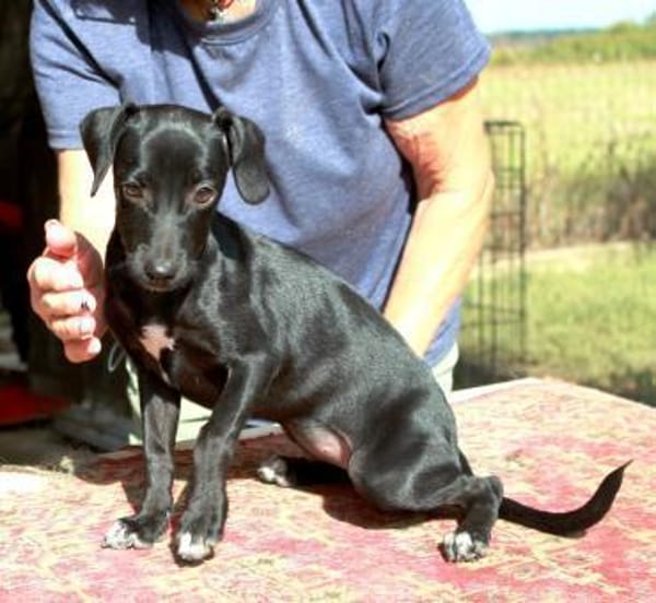 Prinzessin Szelli in 57439 Attendorn