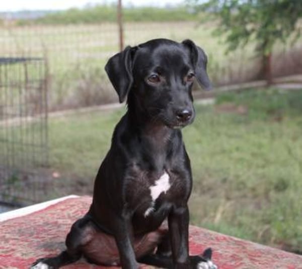 Prinzessin Szelli in 57439 Attendorn