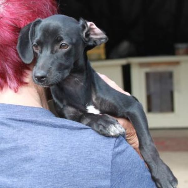 Prinzessin Szelli in 57439 Attendorn