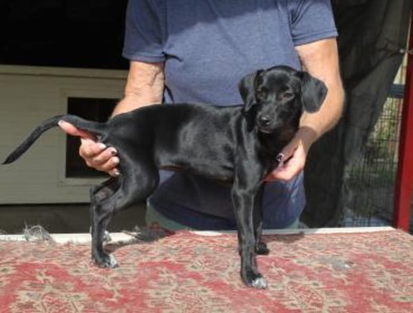 Prinzessin Szelli in 57439 Attendorn