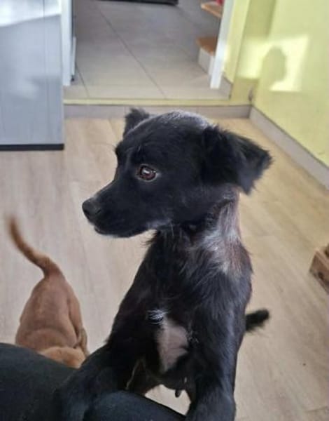 Minnie - sie ist eine freundliche Hündin