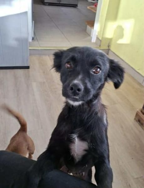 Minnie - sie ist eine freundliche Hündin