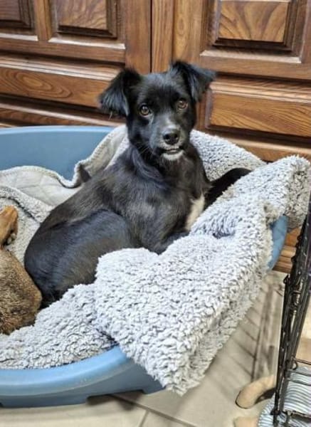 Minnie - sie ist eine freundliche Hündin