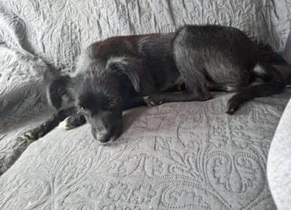 Minnie - sie ist eine freundliche Hündin