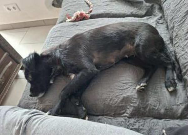 Minnie - sie ist eine freundliche Hündin