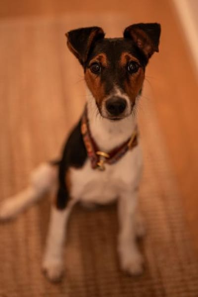 Felix, verschmuster Glückspilz, ca. 1 Ja