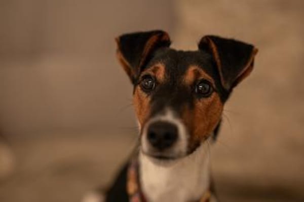 Felix, verschmuster Glückspilz, ca. 1 Ja