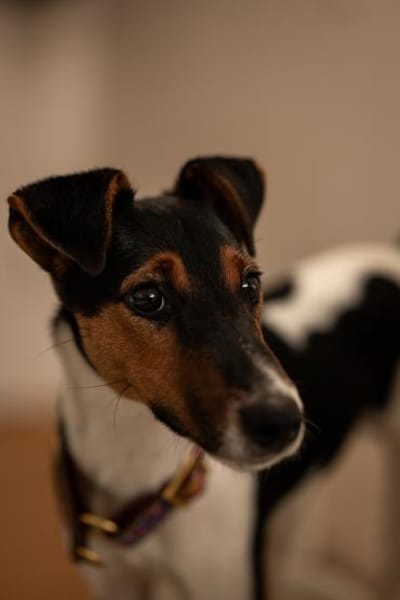 Felix, verschmuster Glückspilz, ca. 1 Ja